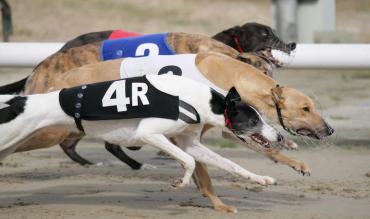 Greyhounds Betting Tips