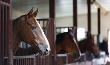 Nicky Henderson stable yard